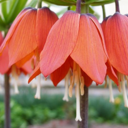 Fritilaria imperialis